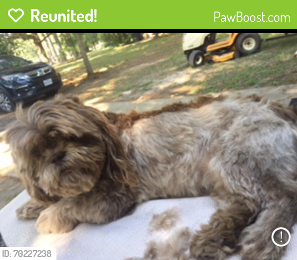 Reunited Male Dog last seen Keller Springs and Tarpley, Carrollton, TX 75006
