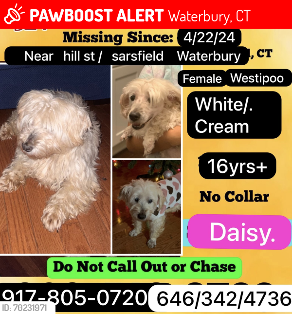 Lost Female Dog last seen Hill st / sarsfield st, Waterbury, CT 06710