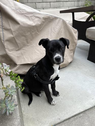 Lost Male Dog last seen Breno Place, Rancho Cucamonga, CA 91730