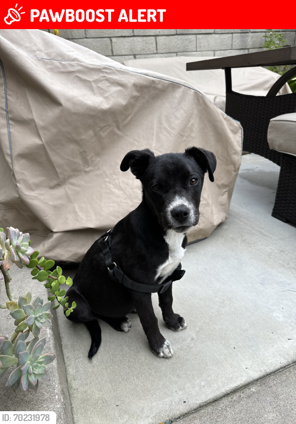 Lost Male Dog last seen Breno Place, Rancho Cucamonga, CA 91730