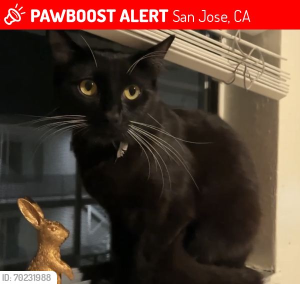 Lost Female Cat last seen apmt, San Jose, CA 95112