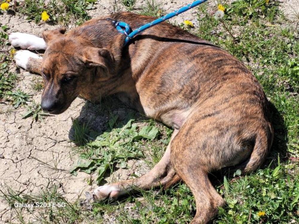 Shelter Stray Male Dog last seen Near BLOCK PATTON ST, DETROIT, MI 48228, Detroit, MI 48211
