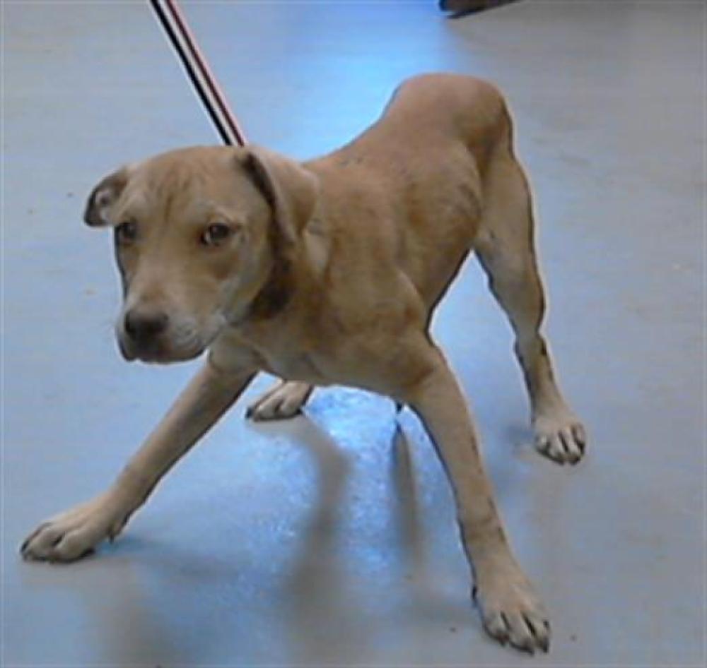 Shelter Stray Female Dog last seen , Fayetteville, NC 28306