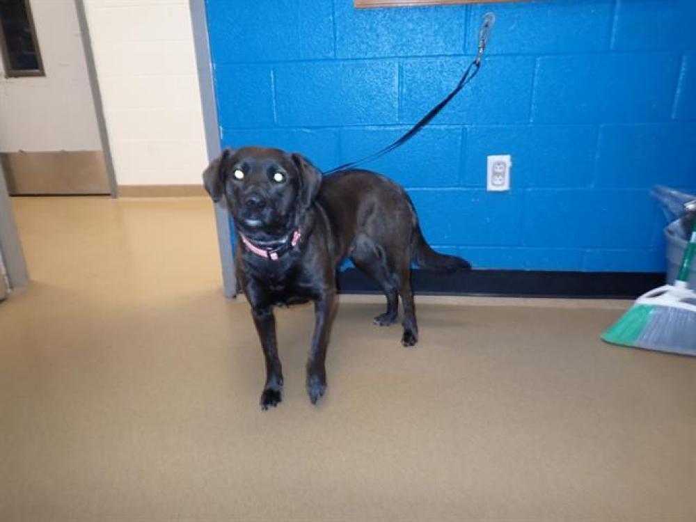 Shelter Stray Female Dog last seen WENTZVILLE, St. Peters, MO 63376