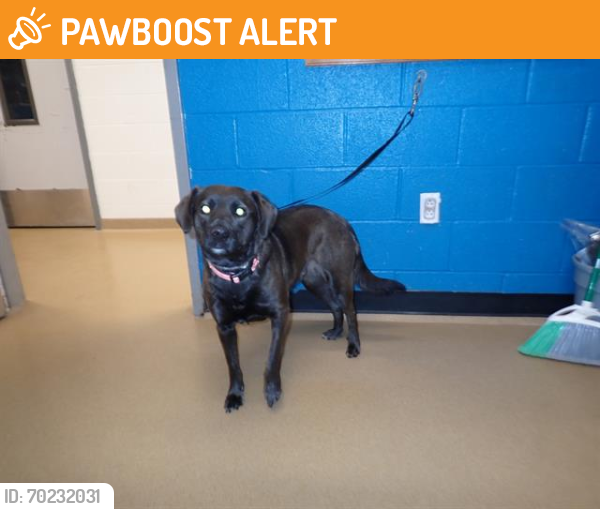 Shelter Stray Female Dog last seen WENTZVILLE, St. Peters, MO 63376