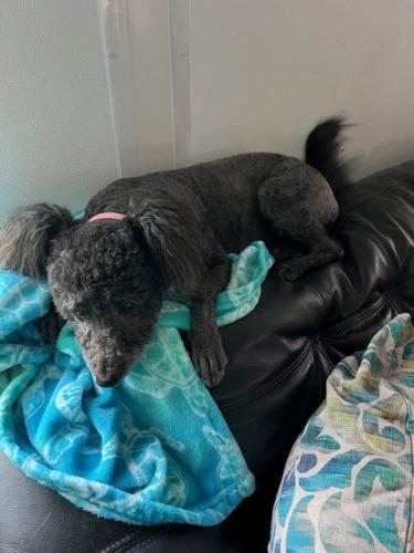 Lost Female Dog last seen Between 8th Ave S and 11th Ave S 8th Street to 4th St S. Second sighting near All Children’s hosp, St. Petersburg, FL 33701