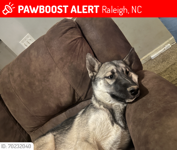 Lost Male Dog last seen Near Hatteras Lane, Raleigh, NC 27604