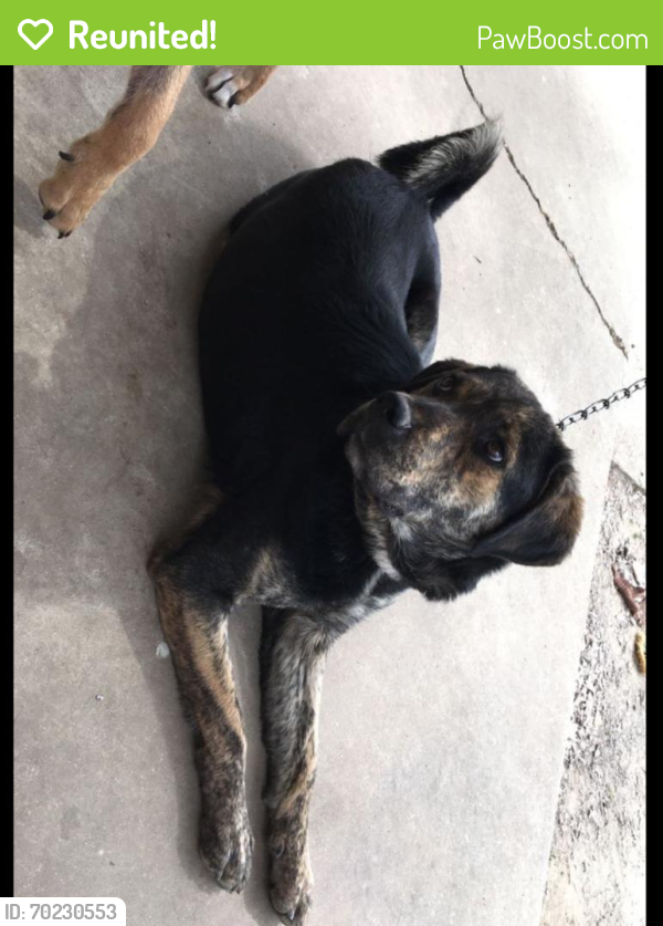 Reunited Female Dog last seen Walmart Apache Junction Arizona , Apache Junction, AZ 85120