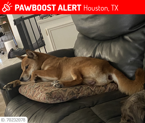 Lost Male Dog last seen Westerland and westheimer 77063, Houston, TX 77063
