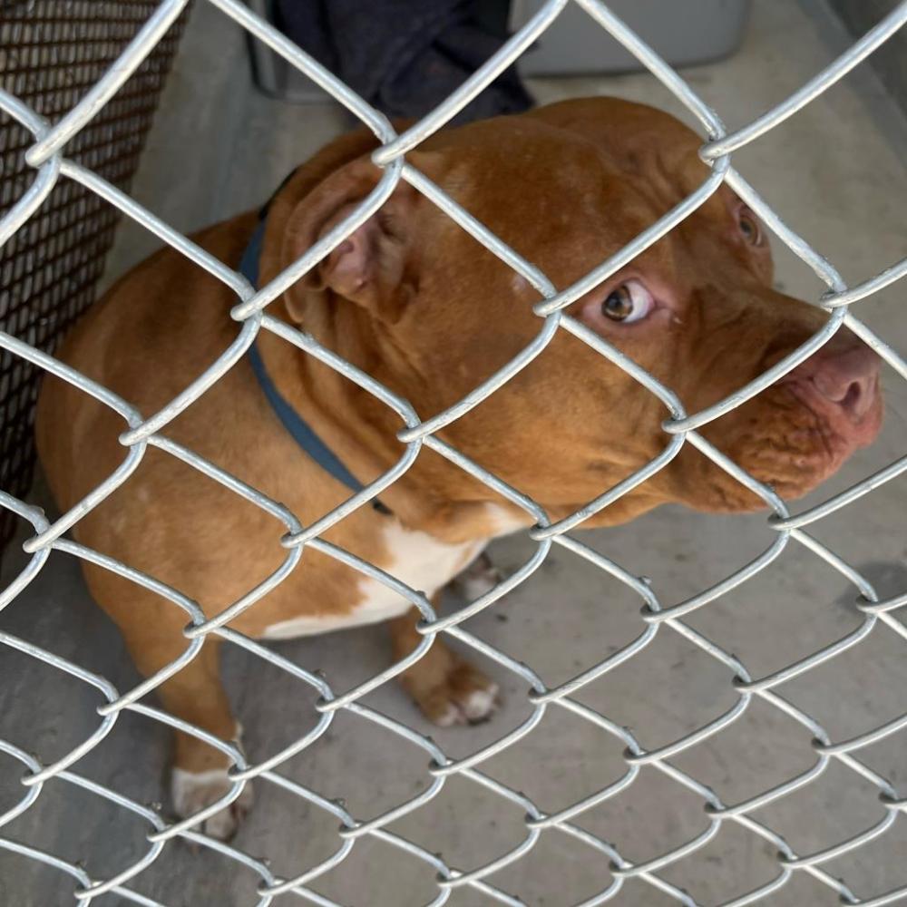 Shelter Stray Male Dog last seen , Lake City, FL 32055