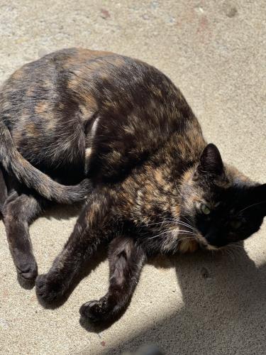 Lost Female Cat last seen Arlington Memorial Gardens , Cincinnati, OH 45231