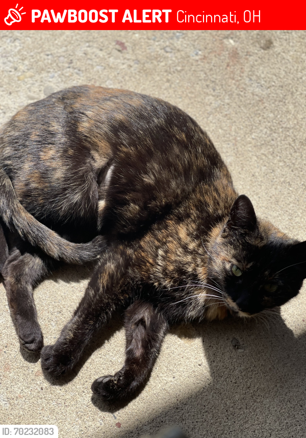 Lost Female Cat last seen Arlington Memorial Gardens , Cincinnati, OH 45231