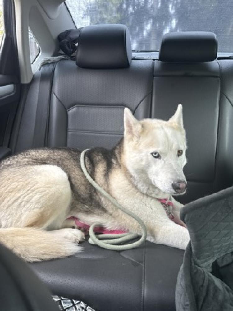 Shelter Stray Female Dog last seen Near PINEHURST WAY NE, Seattle, WA, Seattle, WA 98119
