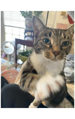 Lost Male Cat last seen Colonial / Forest hills Dr, Wilmington, NC 28403
