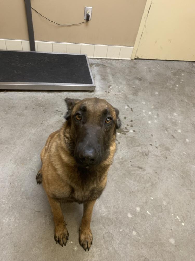 Shelter Stray Male Dog last seen Near W Charles, NINE MILE FALLS, WA, 99026, Spokane, WA 99212