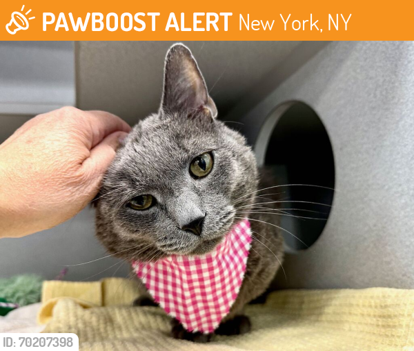 Shelter Stray Male Cat last seen E 37th Street, NEW YORK, NY, 10018, New York, NY 10029