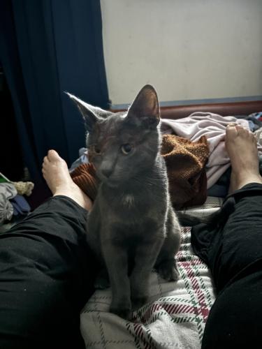 Lost Male Cat last seen Ave B and Pine Ave, Levittown, PA 19056