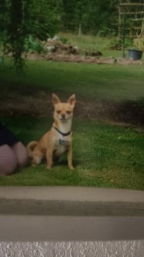 Lost Male Dog last seen Barnards road Molalla Oregon , Molalla, OR 97038
