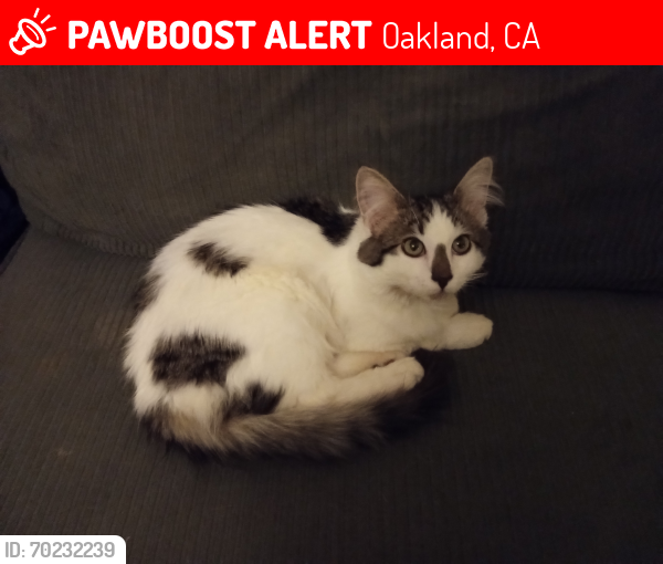 Lost Male Cat last seen International Blvd and Seminary , Oakland, CA 94612