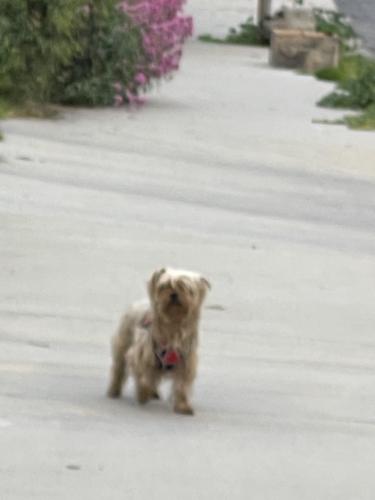 Lost Unknown Dog last seen Douglas , Los Angeles, CA 90026