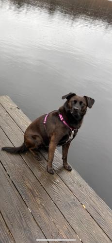 Lost Female Dog last seen Enniking Parkway / Turtle Pond, Boston, MA 02136