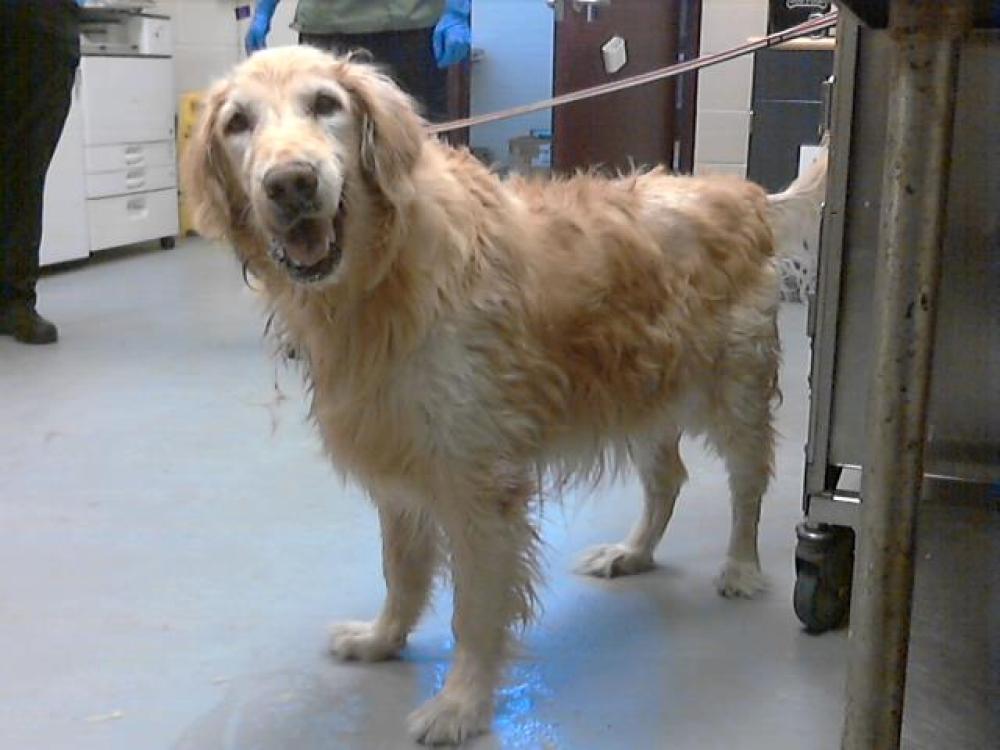Shelter Stray Male Dog last seen Near BLOCK N DOUGHERTY AVE, FORT LIBERTY NC 28307, Fayetteville, NC 28306
