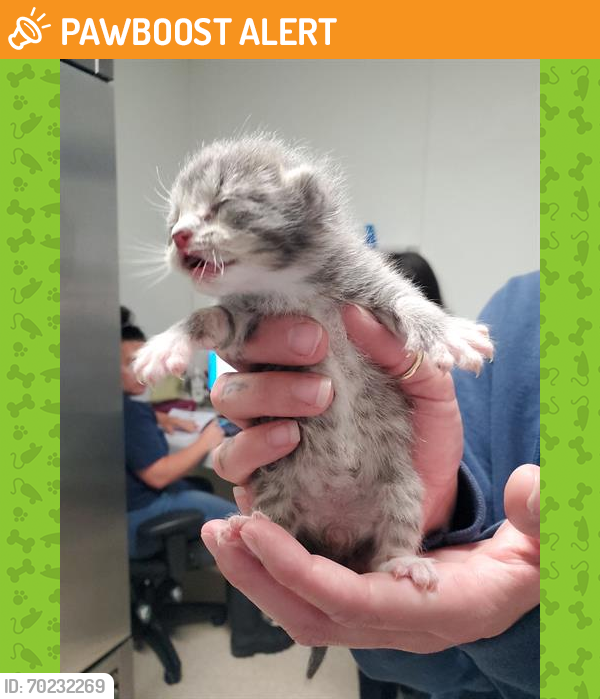 Shelter Stray Male Cat last seen Near BLOCK BLOSSOM ST, BAKERSFIELD CA 93306, Bakersfield, CA 93308
