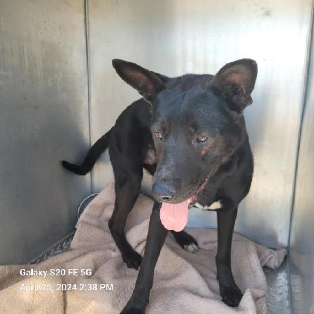 Shelter Stray Male Dog last seen Near BLOCK TUXEDO ST, DETROIT, MI 48206, Detroit, MI 48211