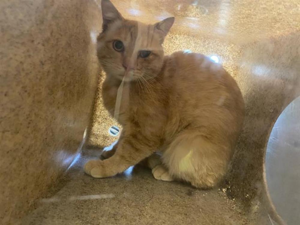 Shelter Stray Unknown Cat last seen Near BLOCK W BROOKWAY DR, West Valley City, UT 84120
