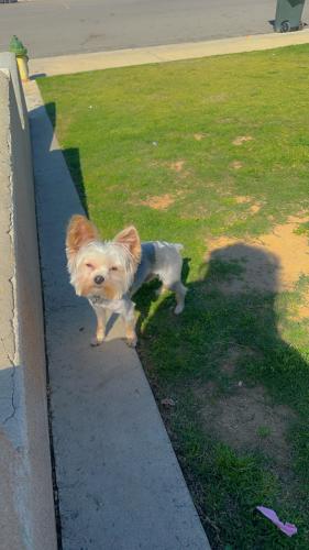 Lost Male Dog last seen College ave and Montello st, Bakersfield, CA 93306