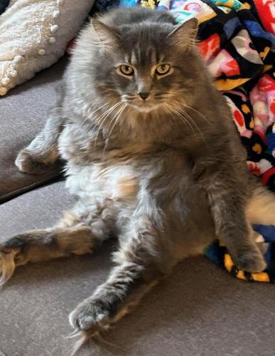 Lost Male Cat last seen Candace Ave and Carmen Ave, Inver Grove Heights, MN 55076