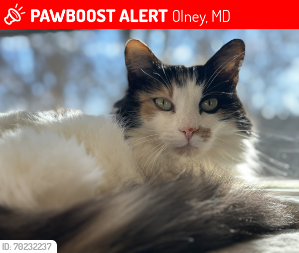 Lost Female Cat last seen Shotley Bridge Pl and Petersfield , Olney, MD 20832