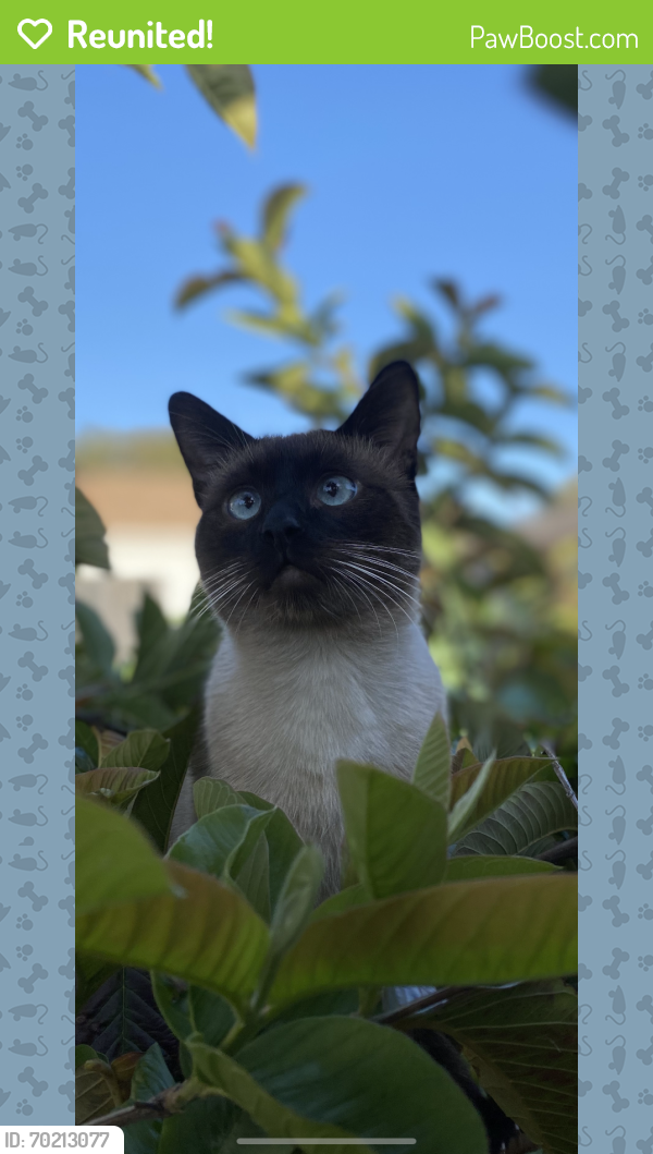 Reunited Male Cat last seen Cimarron and Exposition , Los Angeles, CA 90018