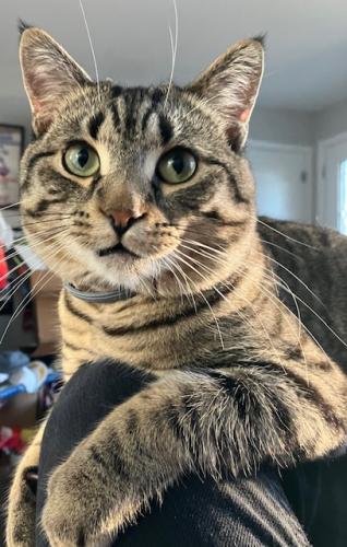 Lost Male Cat last seen 145th St. & Puritas - Cleveland/West Park, Cleveland, OH 44135