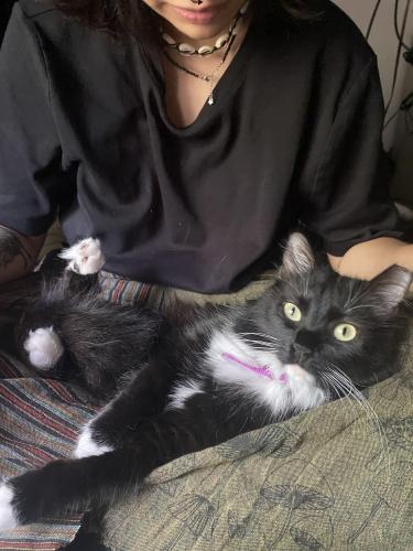 Lost Female Cat last seen Across from Texas Convenience Store and Local Laundry , San Antonio, TX 78229