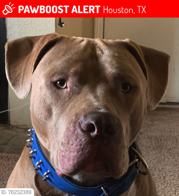 Lost Male Dog last seen Cypress north Houston and breen, Houston, TX 77088