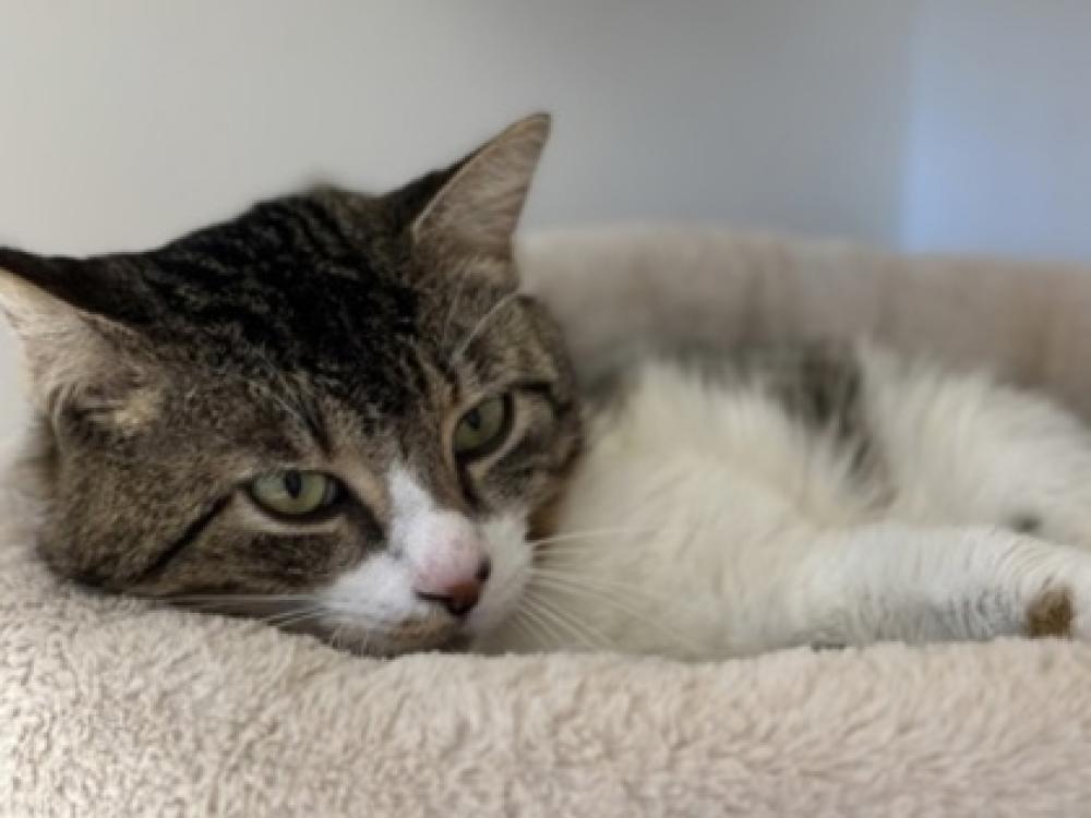 Shelter Stray Male Cat last seen Round Rock, TX 78681, Georgetown, TX 78626