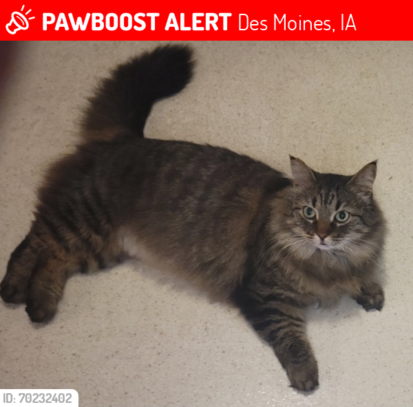 Lost Male Cat last seen Casady Dr and Norwood Dr, Norwalk, IA 50211