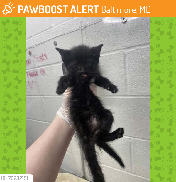 Shelter Stray Male Cat last seen Near Dennlyn, 21215, MD, Baltimore, MD 21230