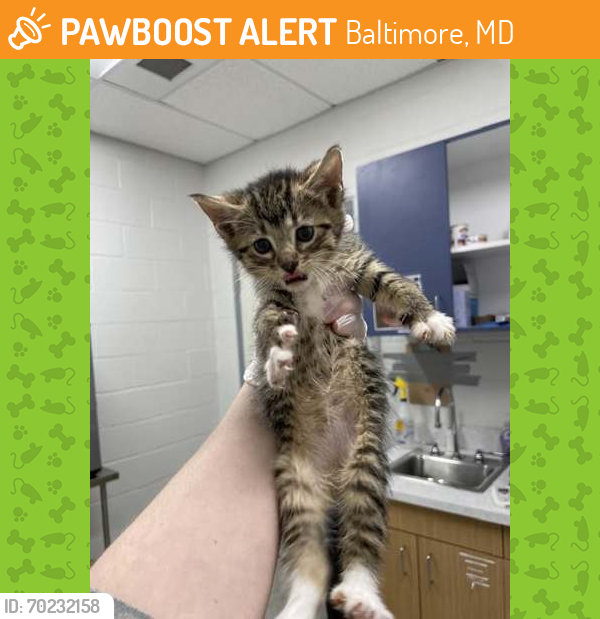 Shelter Stray Female Cat last seen Near Dennlyn, 21215, MD, Baltimore, MD 21230