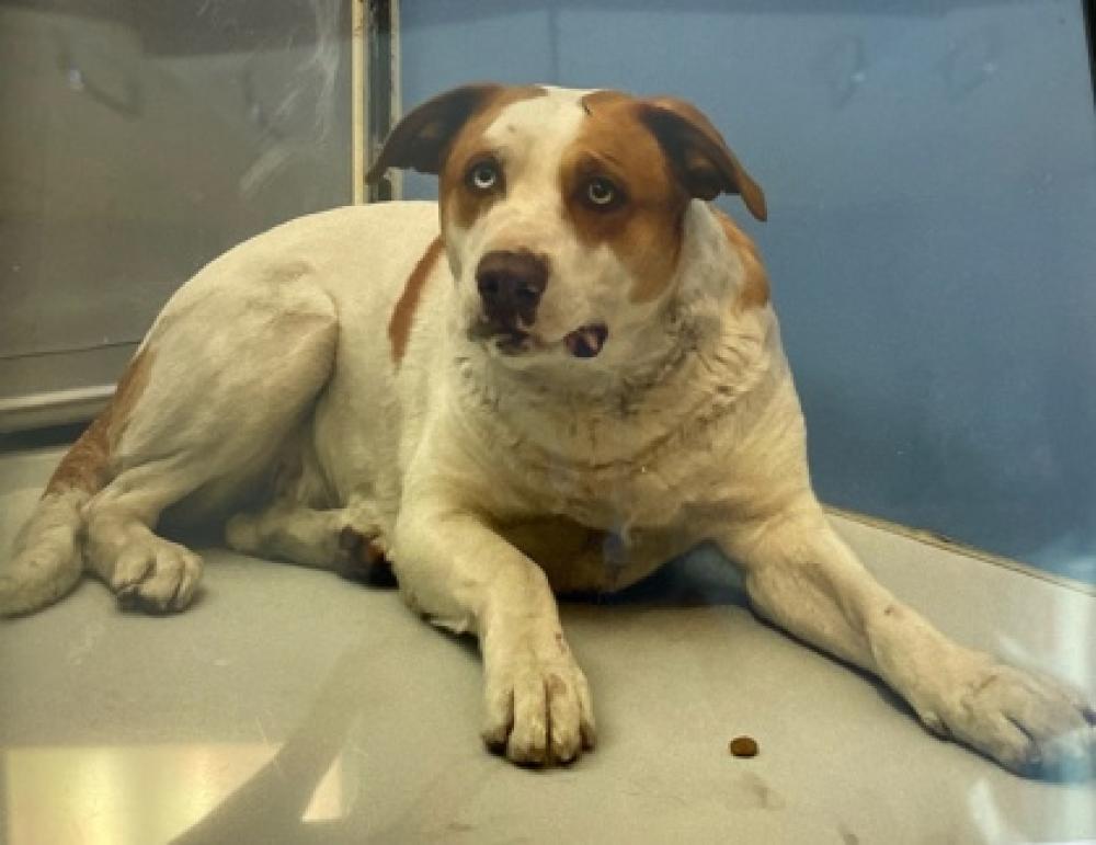 Shelter Stray Female Dog last seen El Paso, TX 79915, Fort Bliss, TX 79906