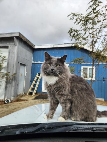 Lost Male Cat last seen Cameron Truck Extension, Campo, CA 91906