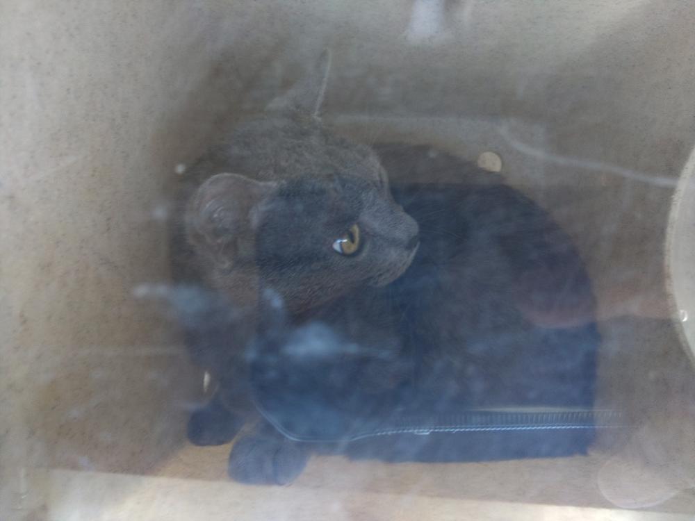 Shelter Stray Unknown Cat last seen Near Bercegeay Road, BROUSSARD, LA, 70518, Lafayette, LA 70507