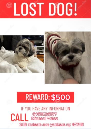 Lost Male Dog last seen Lawrence st, Yonkers NY, Yonkers, NY 10705