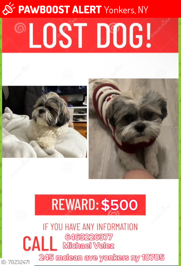 Lost Male Dog last seen Lawrence st, Yonkers NY, Yonkers, NY 10705