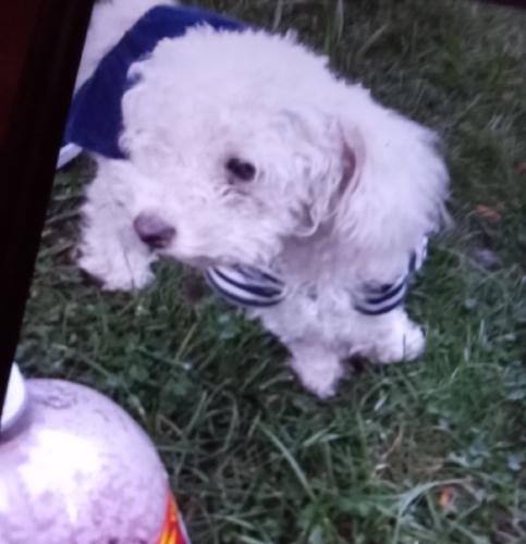 Lost Male Dog last seen OuterDr. And lyndon, Detroit, MI 48235