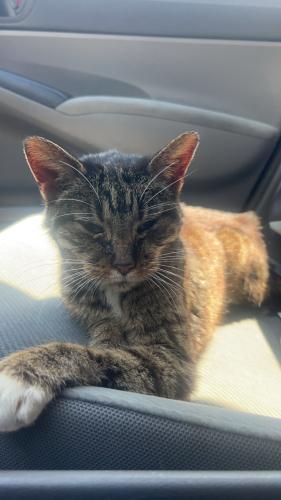 Found/Stray Male Cat last seen Near rocky creek drive , Columbus, OH 43230