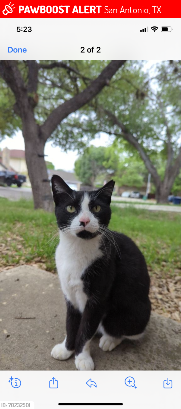 Lost Female Cat last seen Prime time Sa,tx 78233, San Antonio, TX 78233