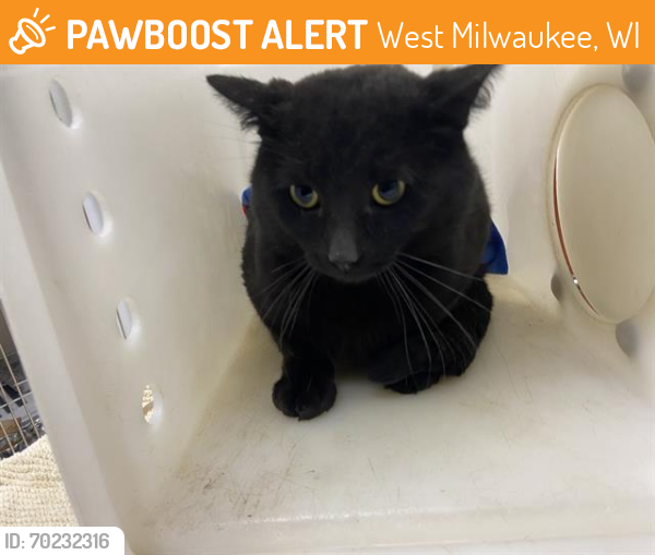 Shelter Stray Male Cat last seen Near BLOCK S 10TH ST, West Milwaukee, WI 53215