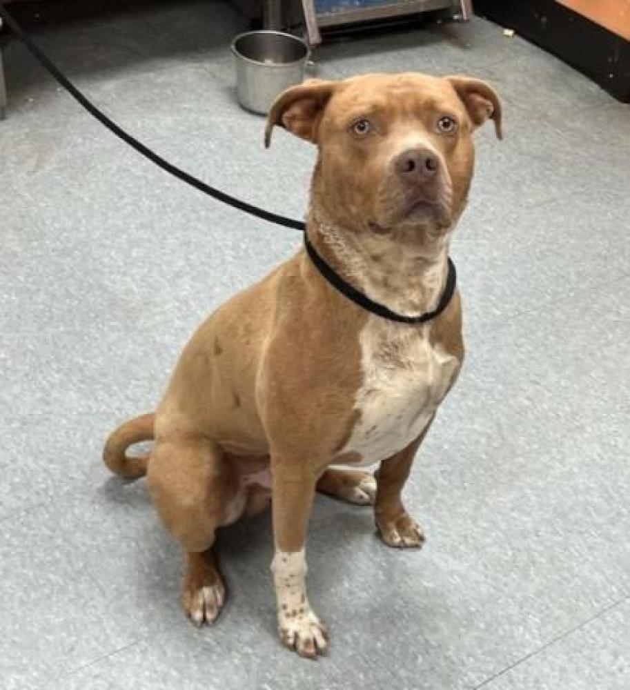 Shelter Stray Male Dog last seen Near BLOCK ABINGTON, DETROIT, MI 48228, Detroit, MI 48211